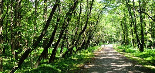 秋ヶ瀬公園スマホ表示用