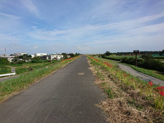 秋ヶ瀬公園の曼珠沙華