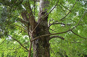 薬師堂のマキと対をなすイチョウの木